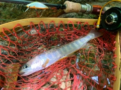 イワナの釣果