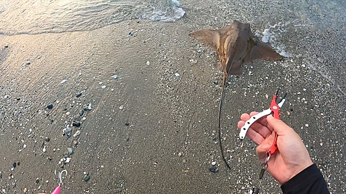 エイの釣果