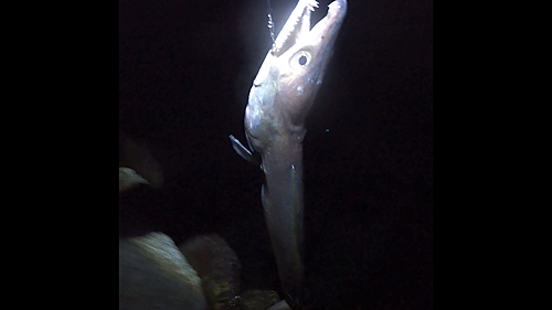 ハモの釣果