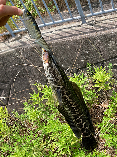 カムルチーの釣果