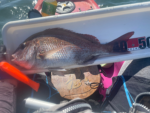 マダイの釣果