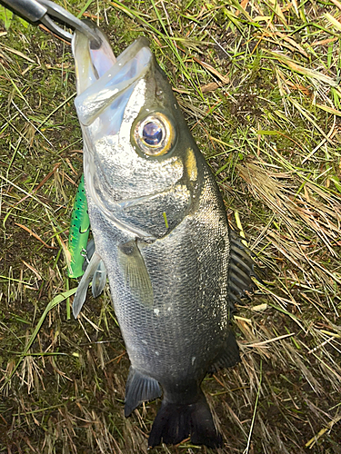 セイゴ（ヒラスズキ）の釣果