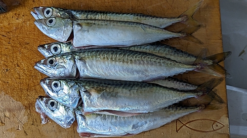 サバの釣果