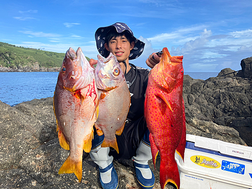 シブダイの釣果