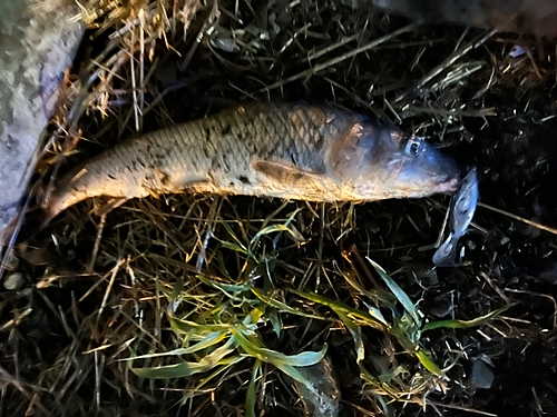 ニゴイの釣果