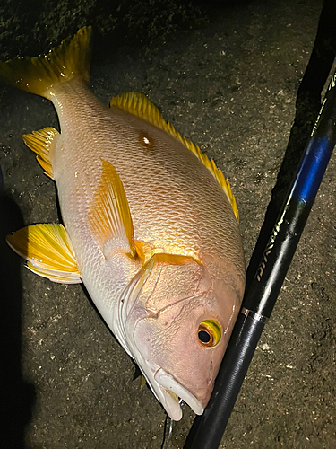 シブダイの釣果