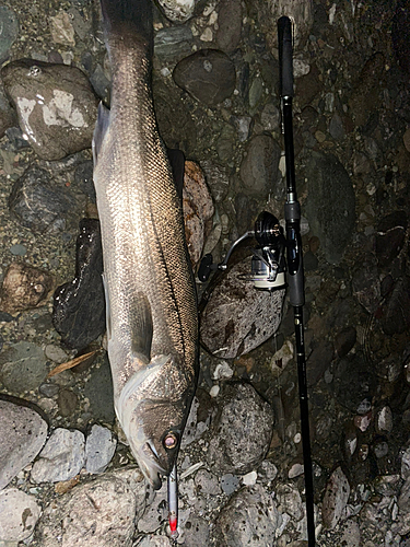 スズキの釣果