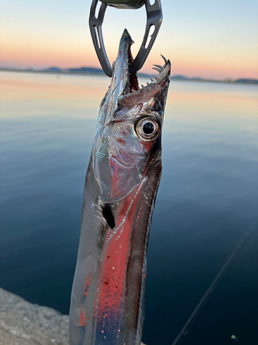 タチウオの釣果