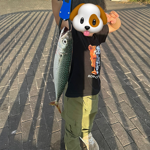 サバの釣果