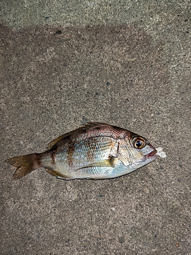 チャリコの釣果