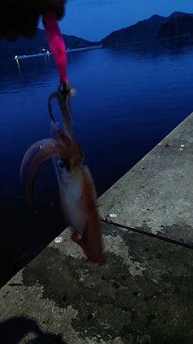 ケンサキイカの釣果