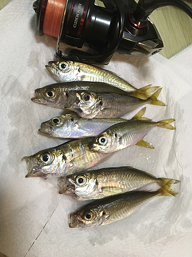 アジの釣果