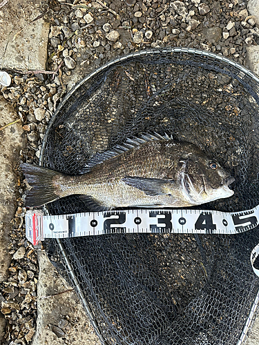 クロダイの釣果