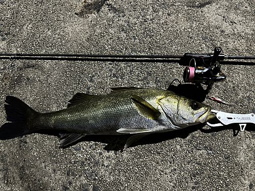 シーバスの釣果