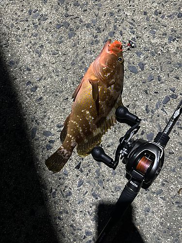 アコウの釣果