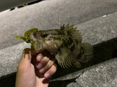 タケノコメバルの釣果