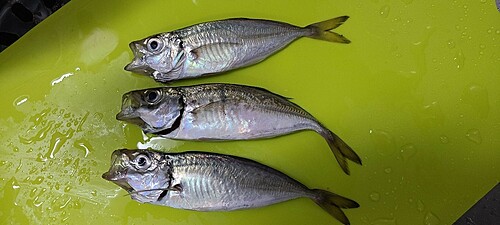 アジの釣果