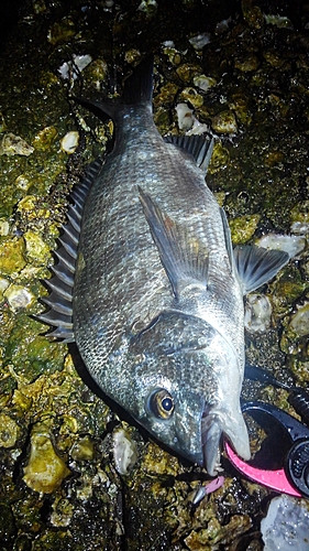 クロダイの釣果