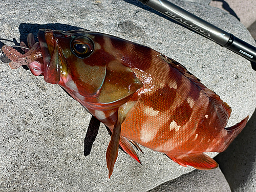 アカハタの釣果