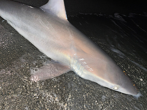 サメの釣果