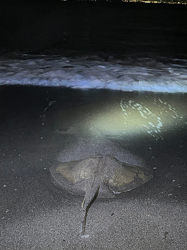 アカエイの釣果