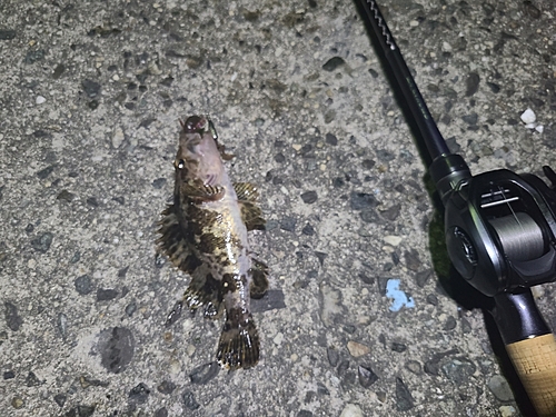 タケノコメバルの釣果