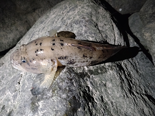 ハゼの釣果