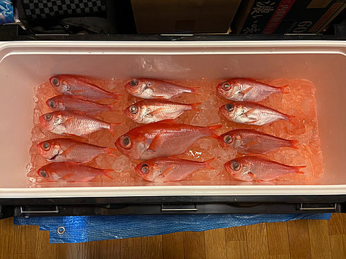 キンメダイの釣果