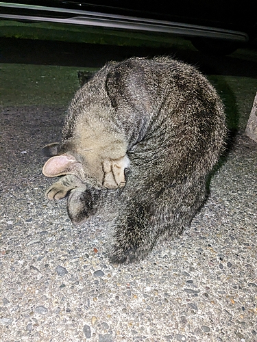 ネコザメの釣果