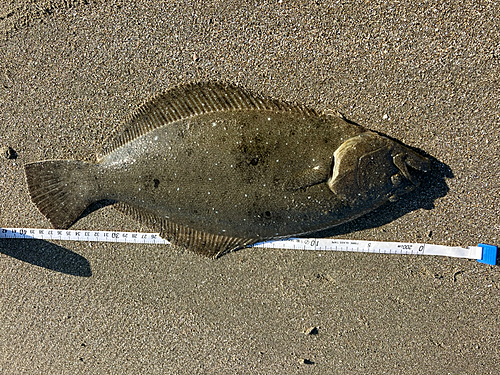 ソゲの釣果