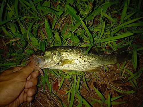 ラージマウスバスの釣果