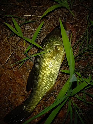 ラージマウスバスの釣果