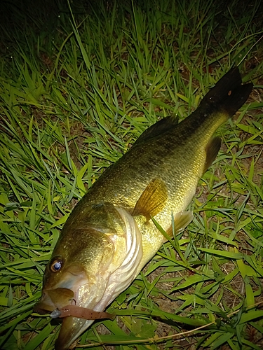 ラージマウスバスの釣果