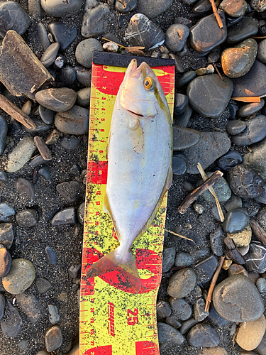 ショゴの釣果