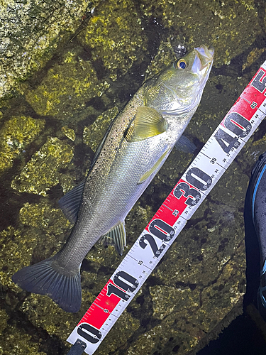 シーバスの釣果