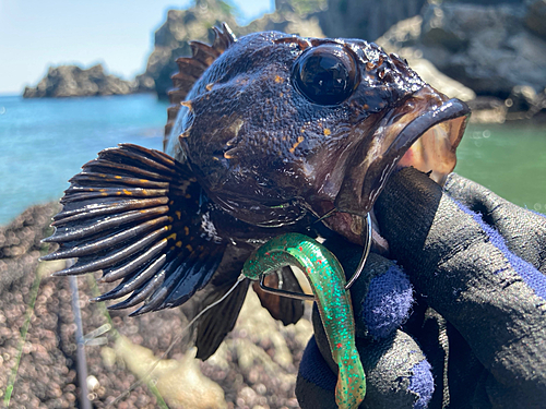 ムラソイの釣果