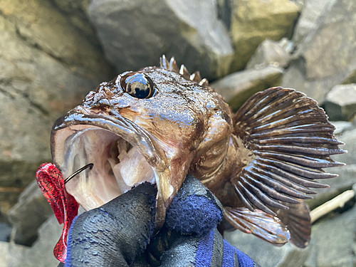 ムラソイの釣果