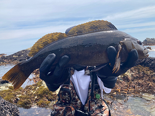 アイナメの釣果