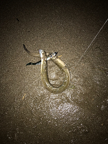 ウナギの釣果