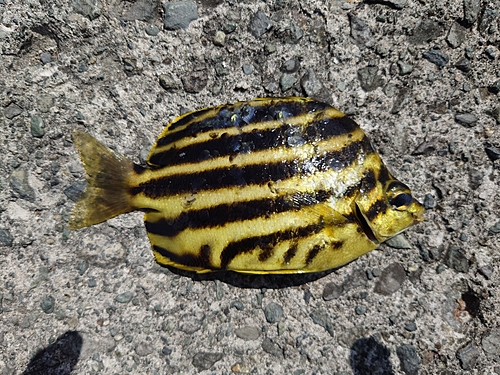 イシダイの釣果