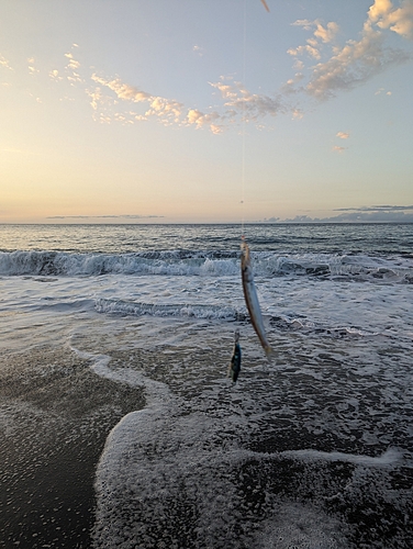 カマスの釣果