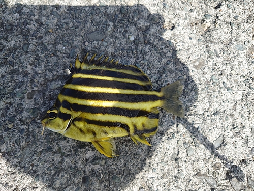 イシダイの釣果