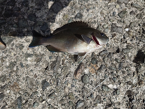 クロメジナの釣果