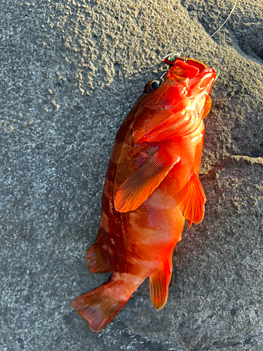 アカハタの釣果