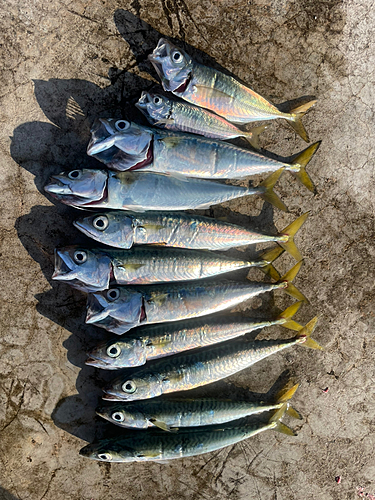 サバの釣果