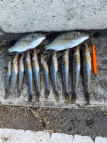 ハゼの釣果