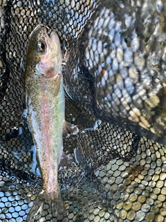 ニジマスの釣果