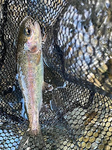 ニジマスの釣果