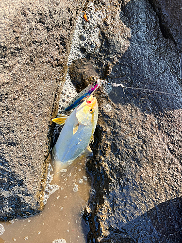 ショゴの釣果