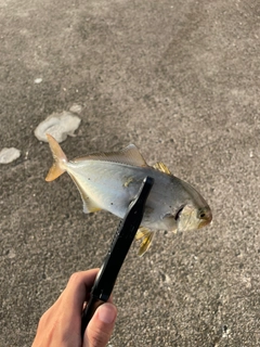 ショゴの釣果